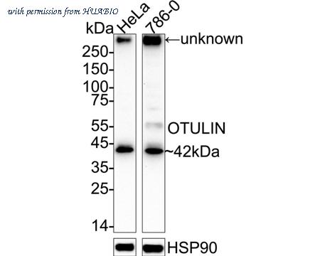 HUABIO HA751609 image 1