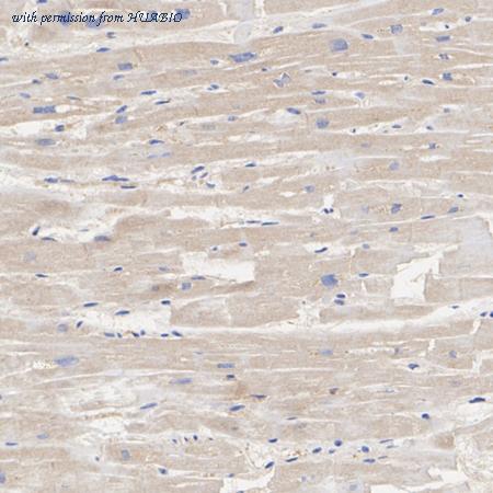 HUABIO HA751616 image 2