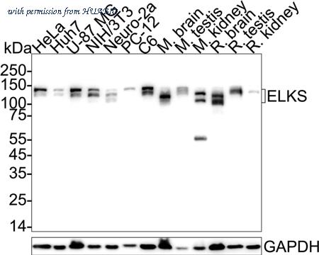 HUABIO HA751621 image 1