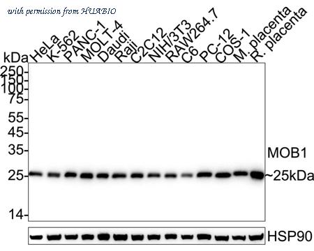 HUABIO HA751624 image 1