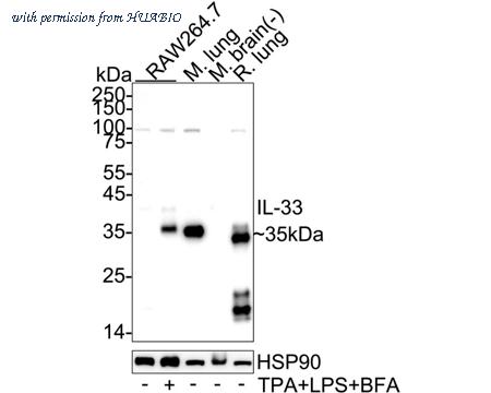 HUABIO HA751625 image 1