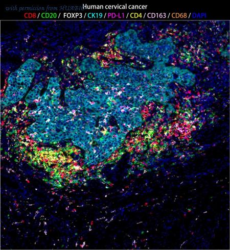 HUABIO IRS011 image 1