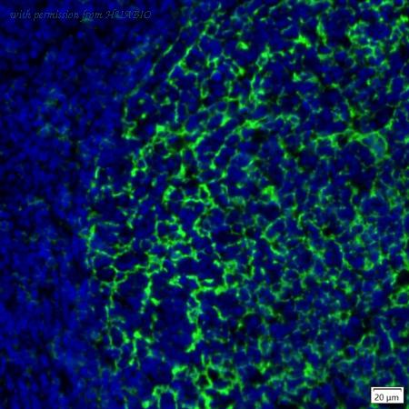 HUABIO IRS019 image 2