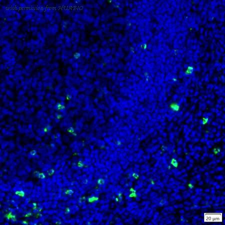 HUABIO IRS020 image 1