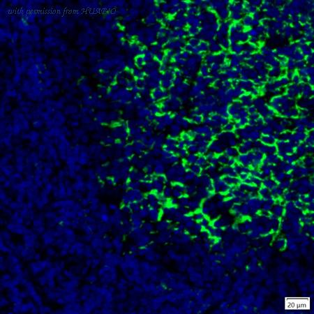 HUABIO IRS021 image 2