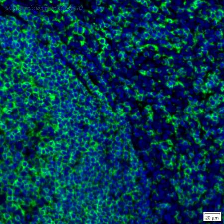 HUABIO IRS025 image 2