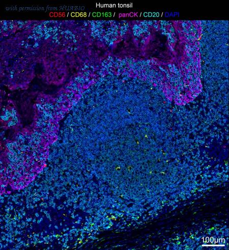 HUABIO IRS026 image 1