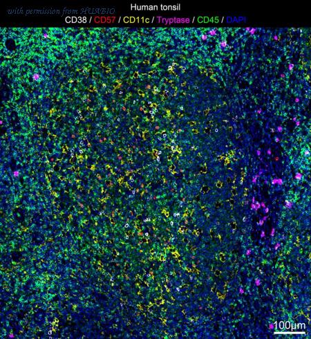 HUABIO IRS027 image 1