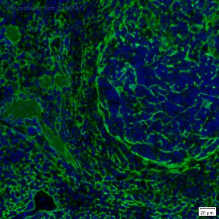 HUABIO IRS048 image 3