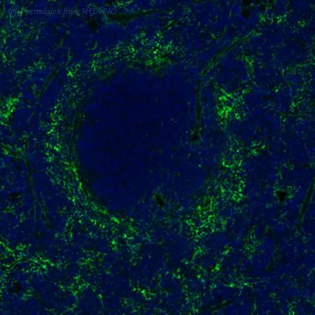 HUABIO IRS058 image 2