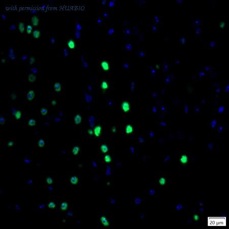 HUABIO IRS066 image 2