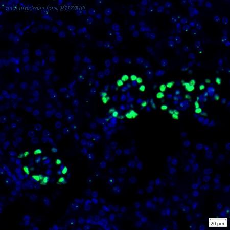 HUABIO IRS072 image 1