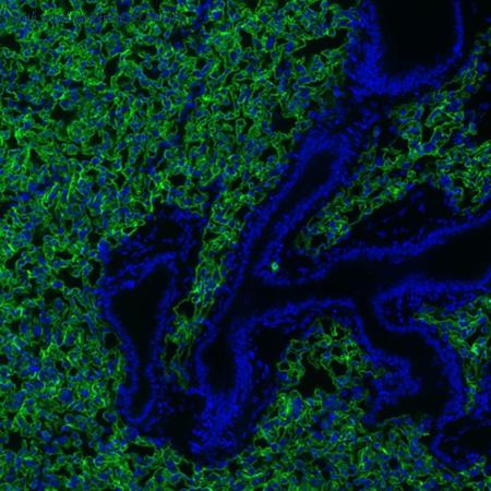 HUABIO IRS073 image 2