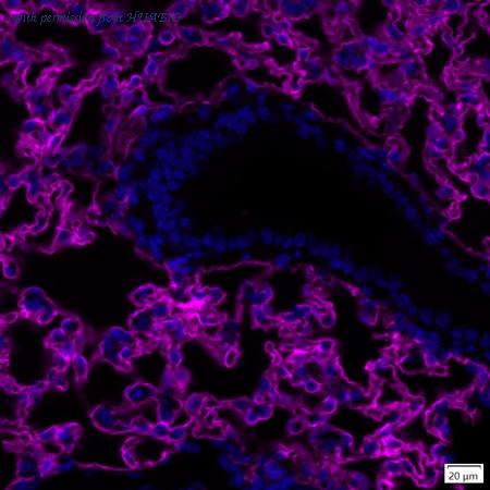 HUABIO IRS073 image 3