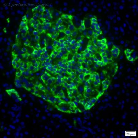 HUABIO IRS132MS image 1