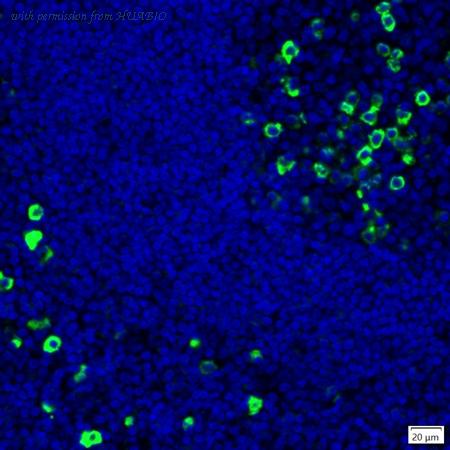 HUABIO IRS159RB image 1