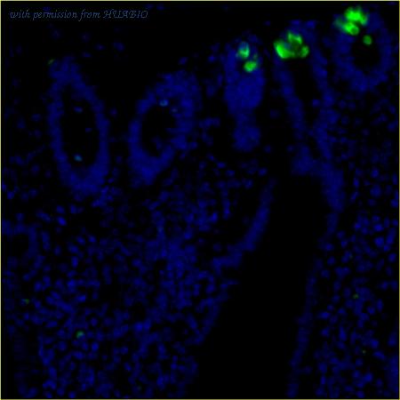 HUABIO IRS168RB image 1