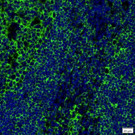 HUABIO IRS171RB image 1