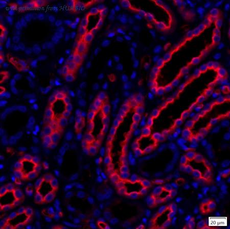 HUABIO IRS181RB image 1