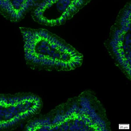 HUABIO IRS183RB image 1