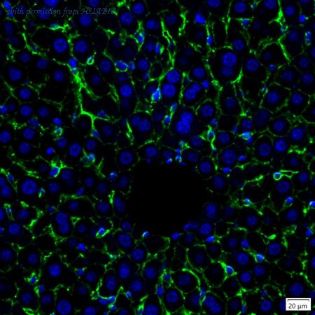 HUABIO IRS185RB image 1