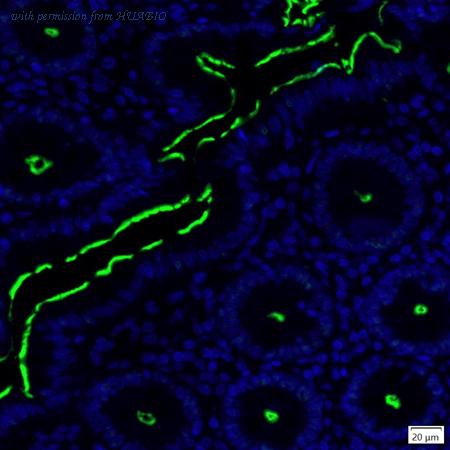 HUABIO IRS213RB image 1