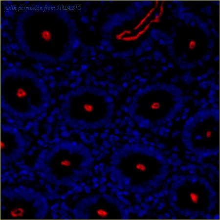 HUABIO IRS213RB image 2