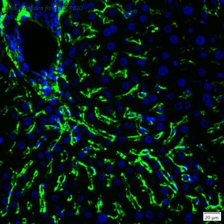 HUABIO IRS228RB image 1