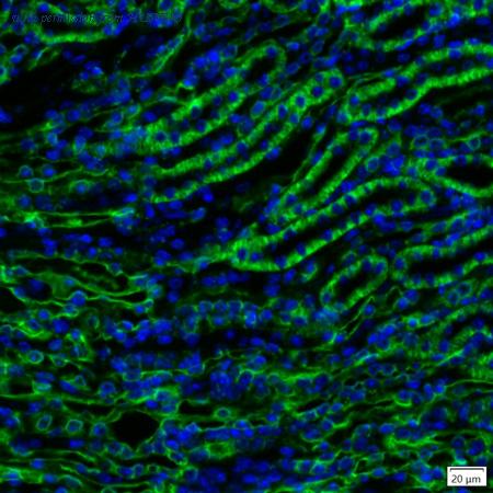 HUABIO IRS234RB image 1