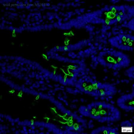 HUABIO IRS235RB image 1