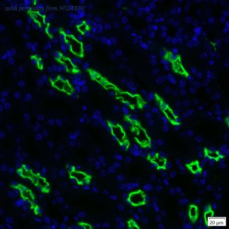 HUABIO IRS236RB image 1