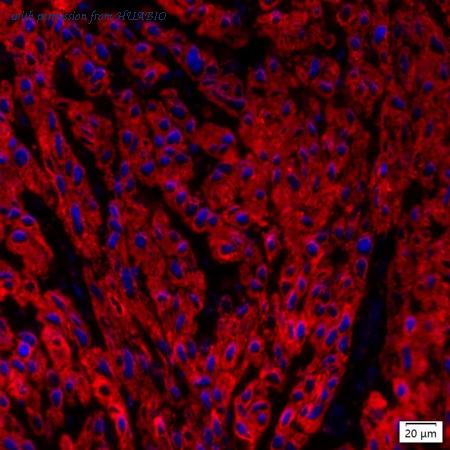 HUABIO IRS249RB image 1