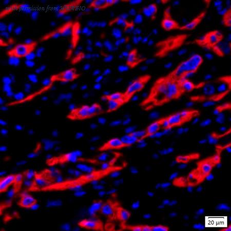 HUABIO IRS249RB image 2