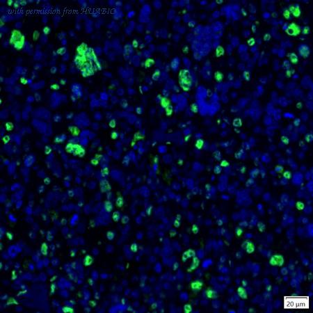 HUABIO IRS260RB image 1