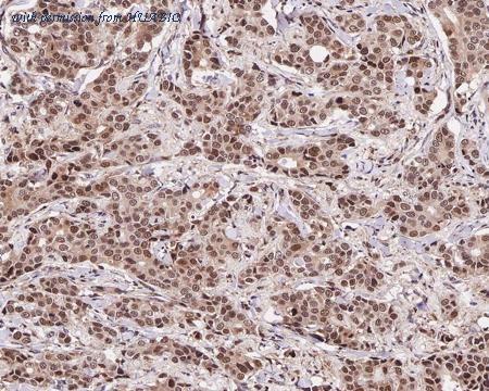 HUABIO M0407-15 image 3