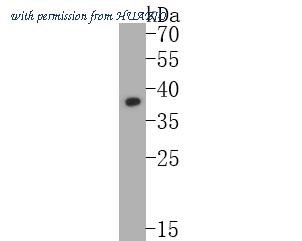 HUABIO M0731-6 image 1