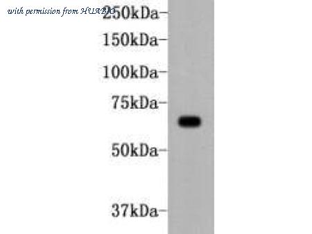 HUABIO M0806-10 image 1