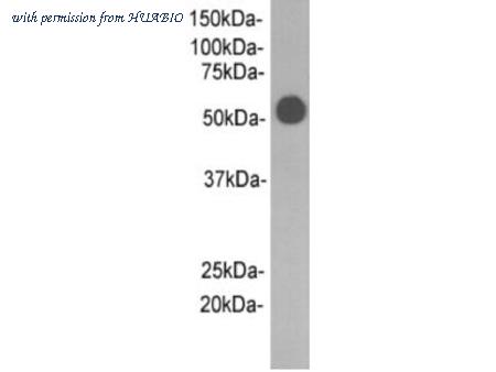 HUABIO M0902-5 image 1