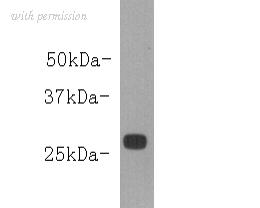 HUABIO M0910-2 image 1