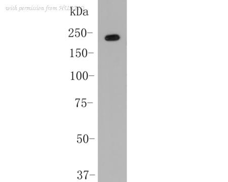 HUABIO M0910-4 image 1