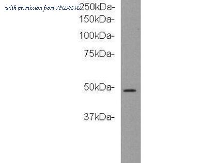 HUABIO M0910-4 image 2