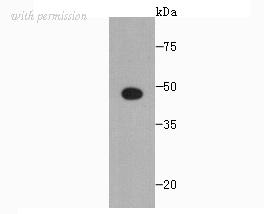 HUABIO M1004-5 image 1