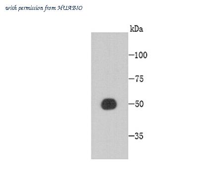 HUABIO M1004-7 image 1