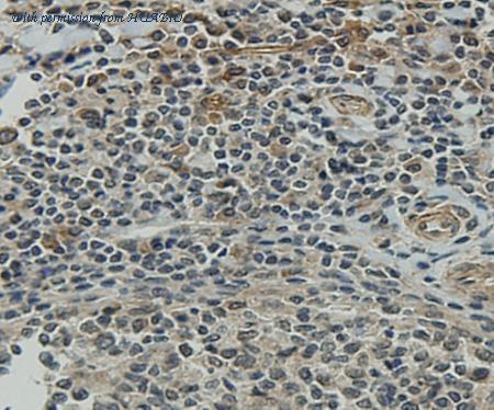 HUABIO M1004-7 image 2