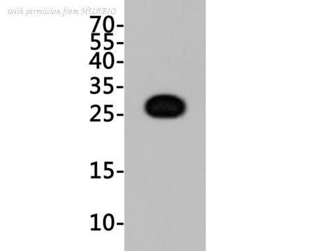 HUABIO M1004-8 image 1