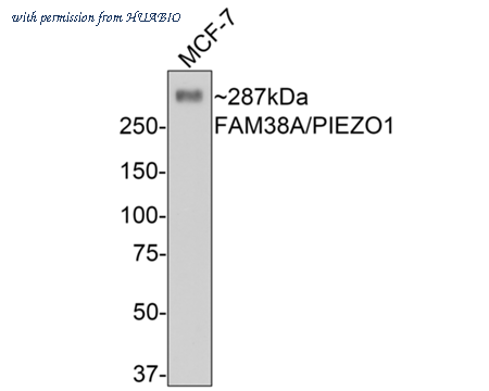 HUABIO M1005-2-50UL image 2