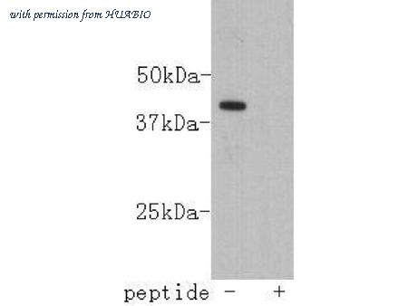 HUABIO M1006-6 image 1