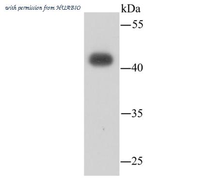 HUABIO M1006-6 image 2