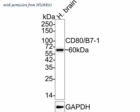 HUABIO M1007-10 image 1