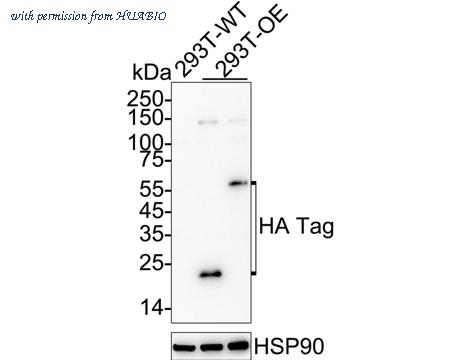 HUABIO M1008-1 image 2